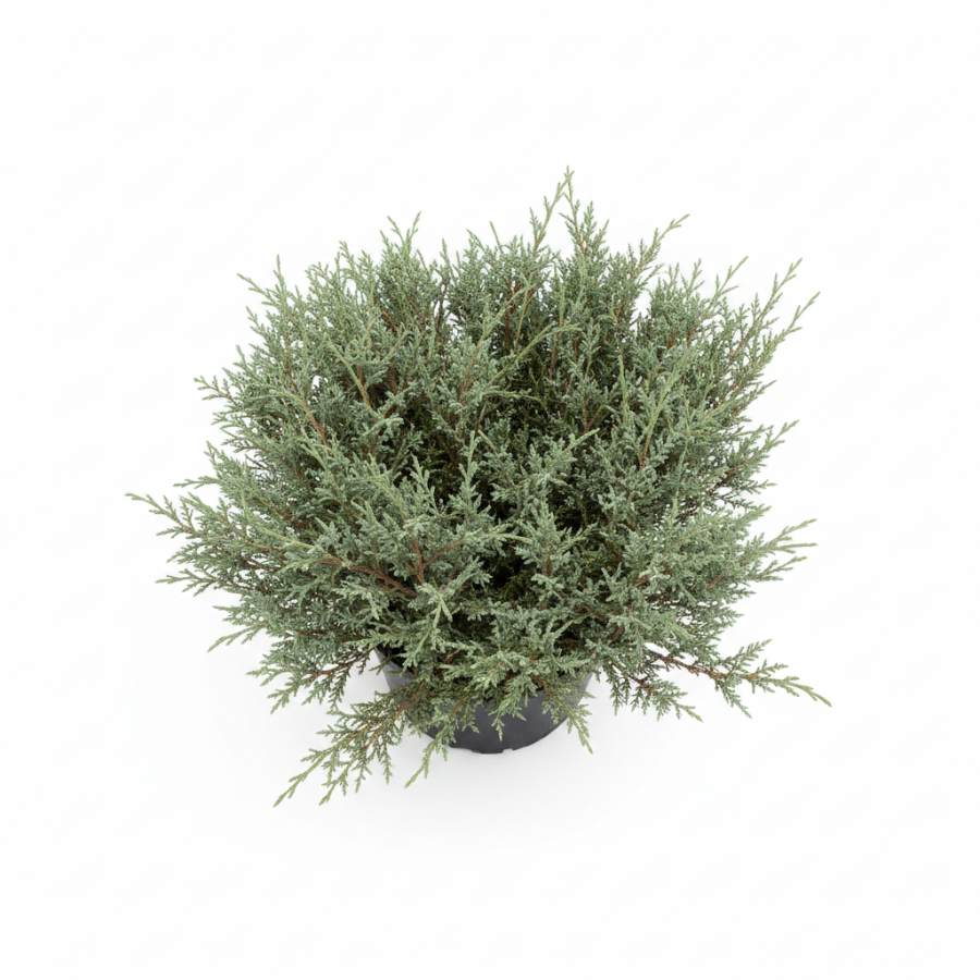 Bar Harbor Juniper Shrub, Compact Evergreen in a black nursery pot.