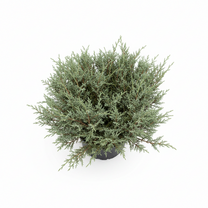 Bar Harbor Juniper Shrub, Compact Evergreen in a black nursery pot.