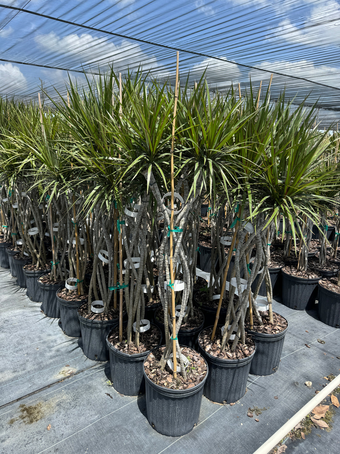 Dracaena Open Braided Green, Dragon Tree Open Braid Trunk