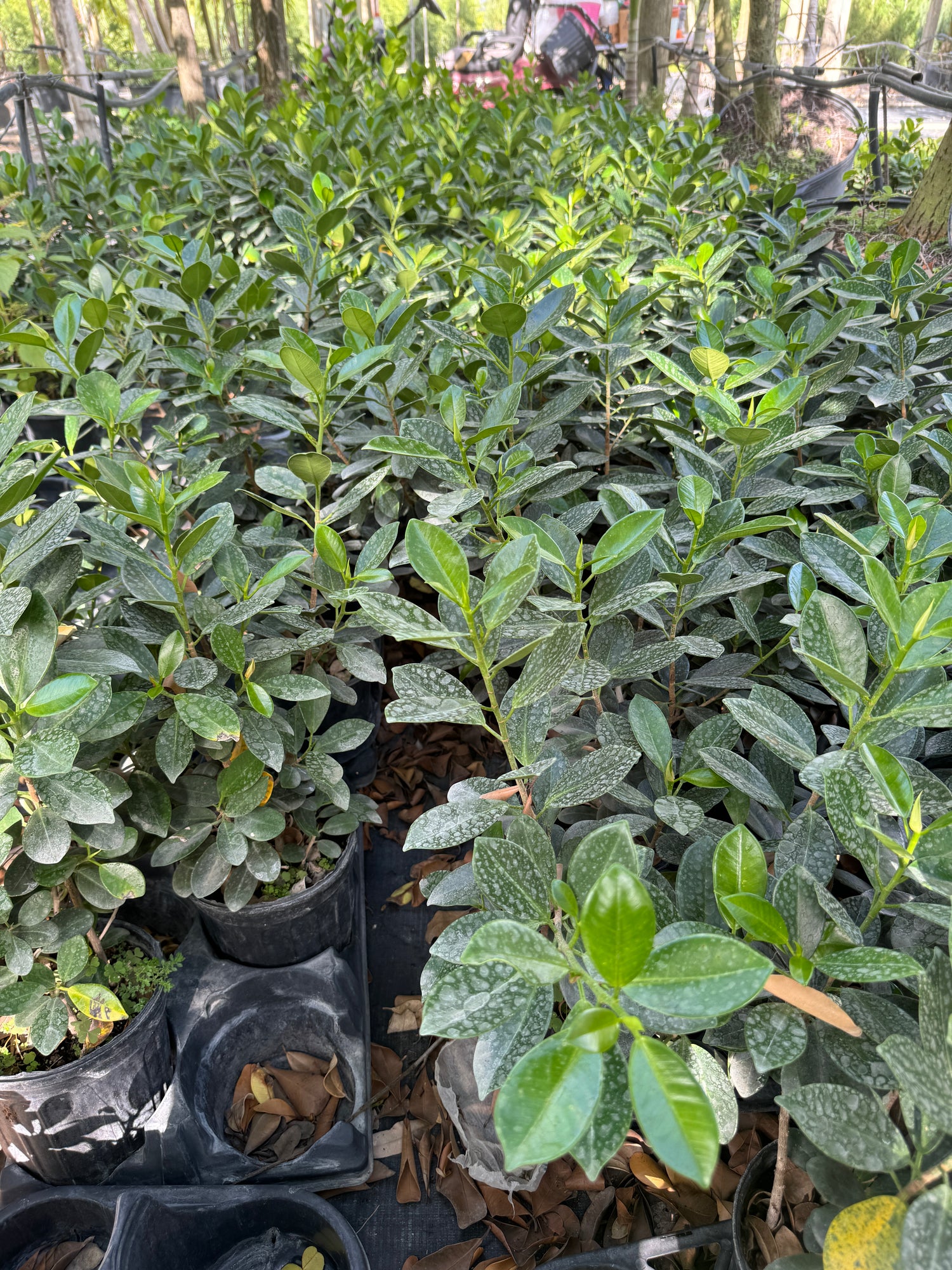 Ficus Green Island, Ficus Microcarpa