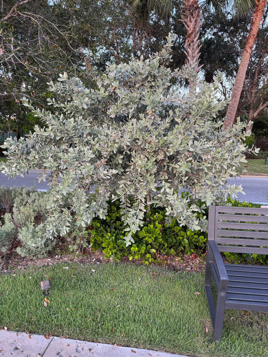 Silver Buttonwood Bush Form
