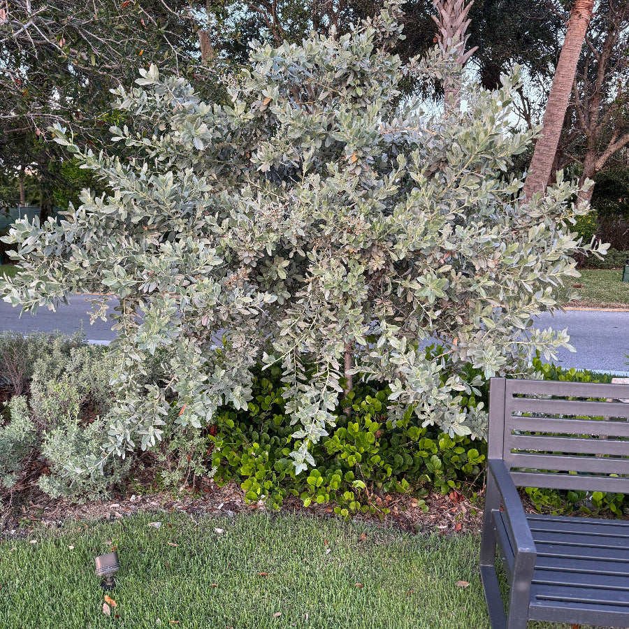 Bush Form Explore Our Silver Buttonwood Bush Form | Eureka Farms