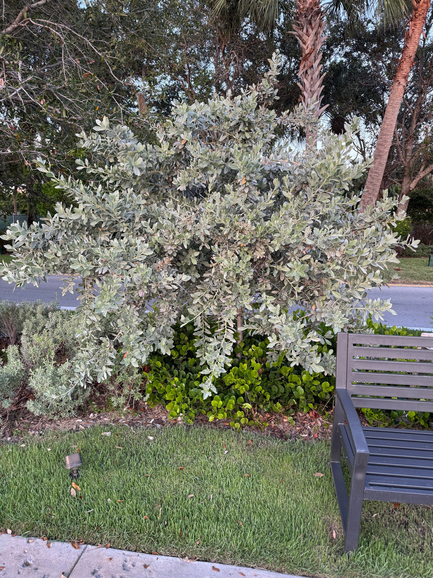 Silver Buttonwood Bush Form