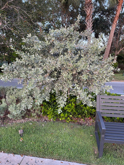 Silver Buttonwood Bush Form