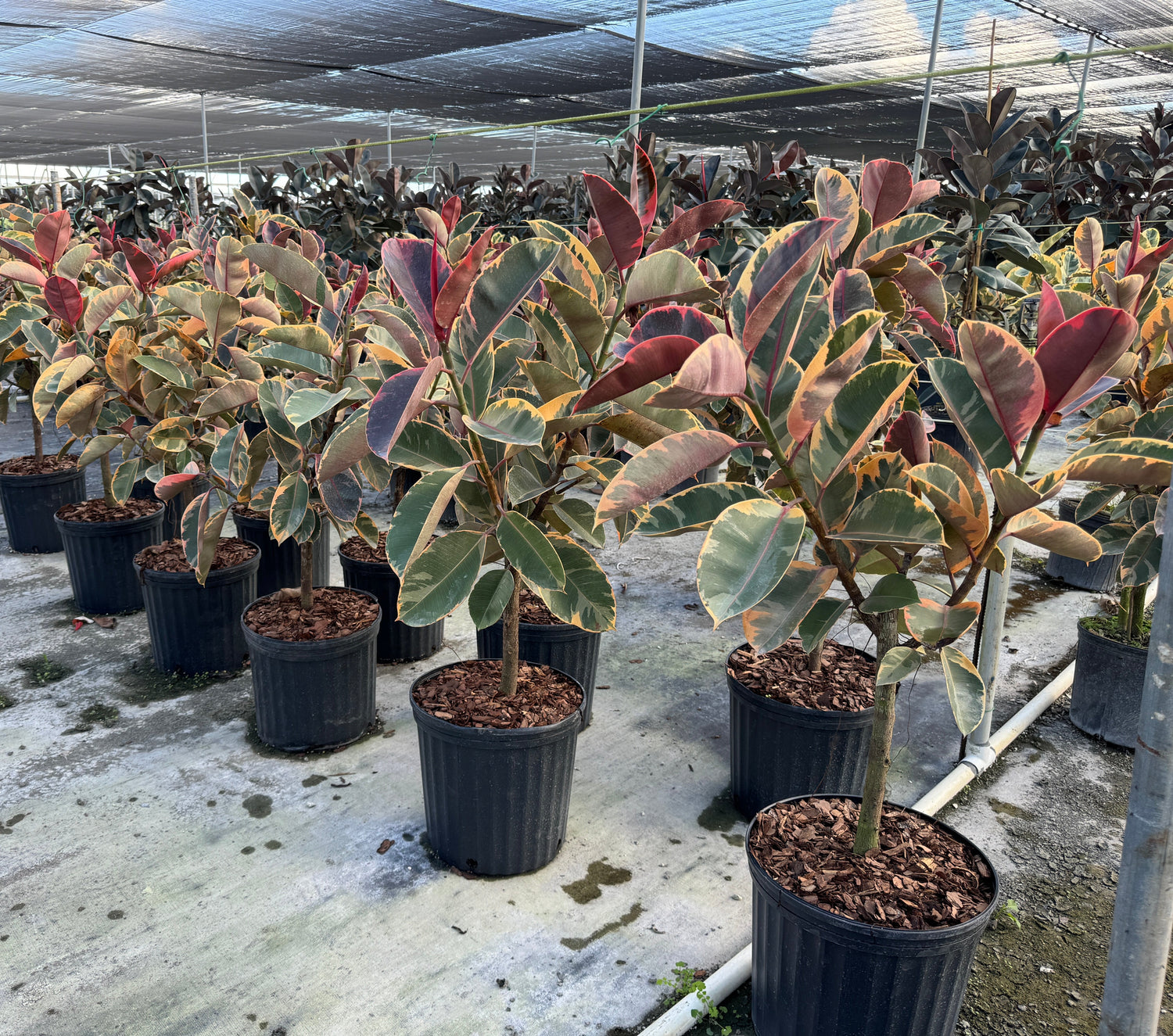 Ficus Ruby Tree Form Multibranch, Rubber Tree Live Plant