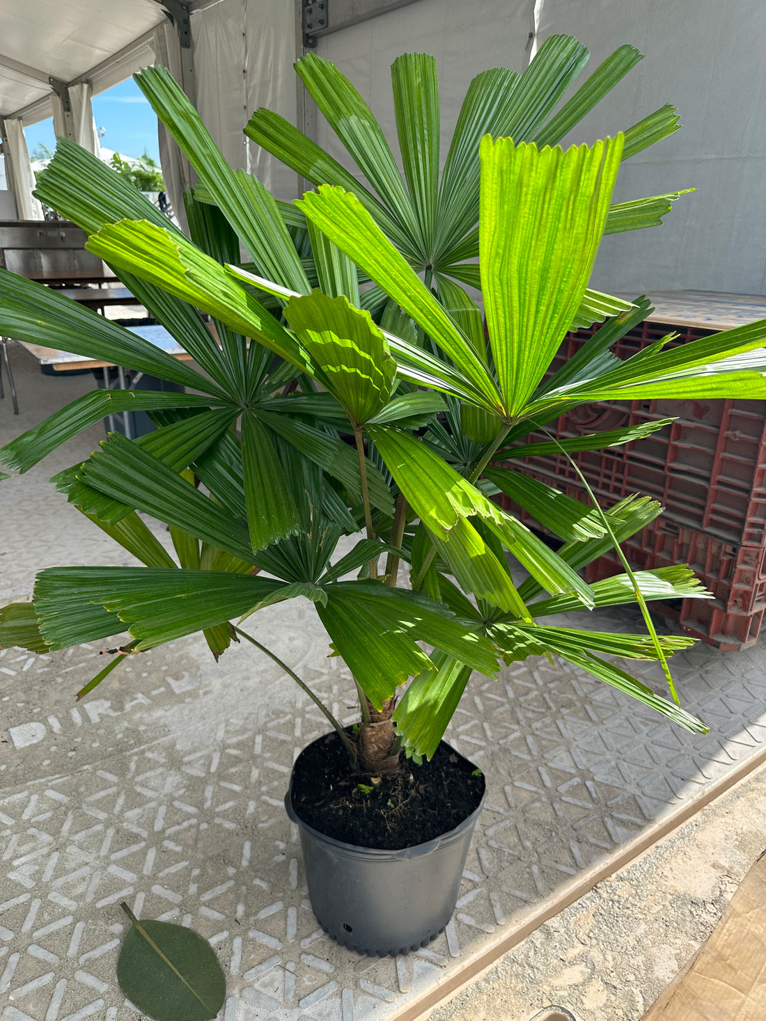 Licuala Ramsayii Palm Tree, Rare and Exotic
