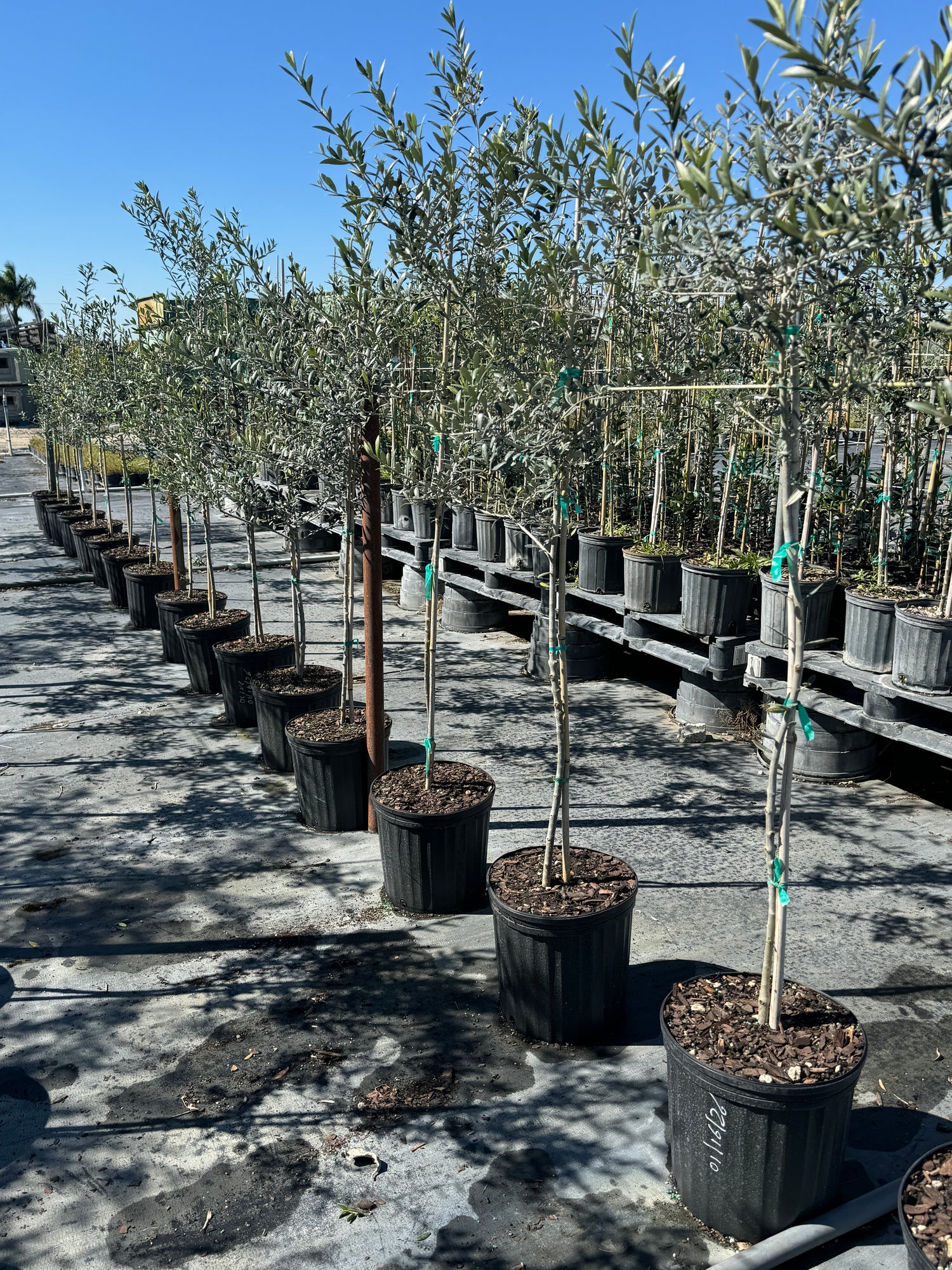 Arbequina Olive Tree Olea Europaea