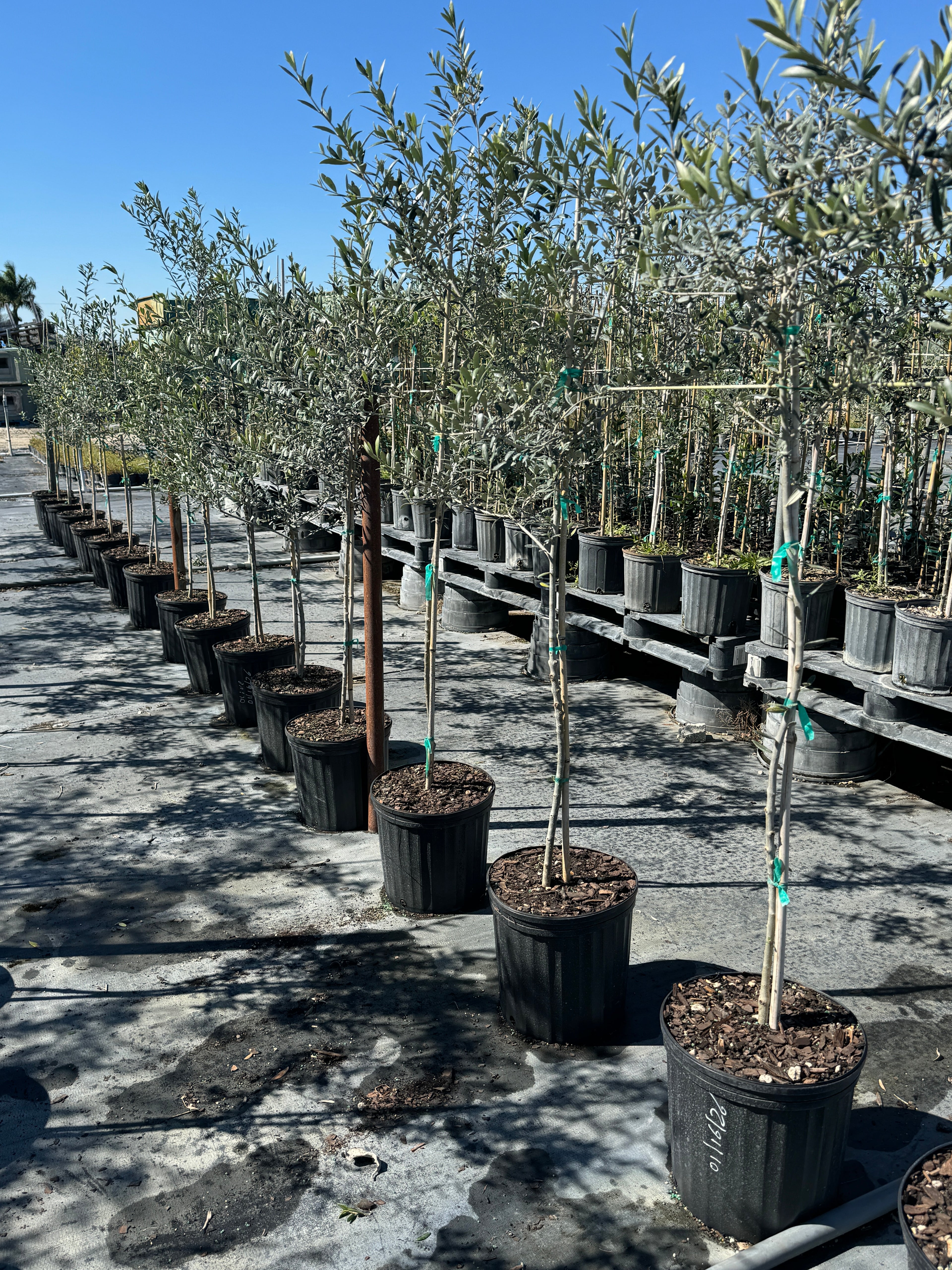 Arbequina Olive Tree Olea Europaea