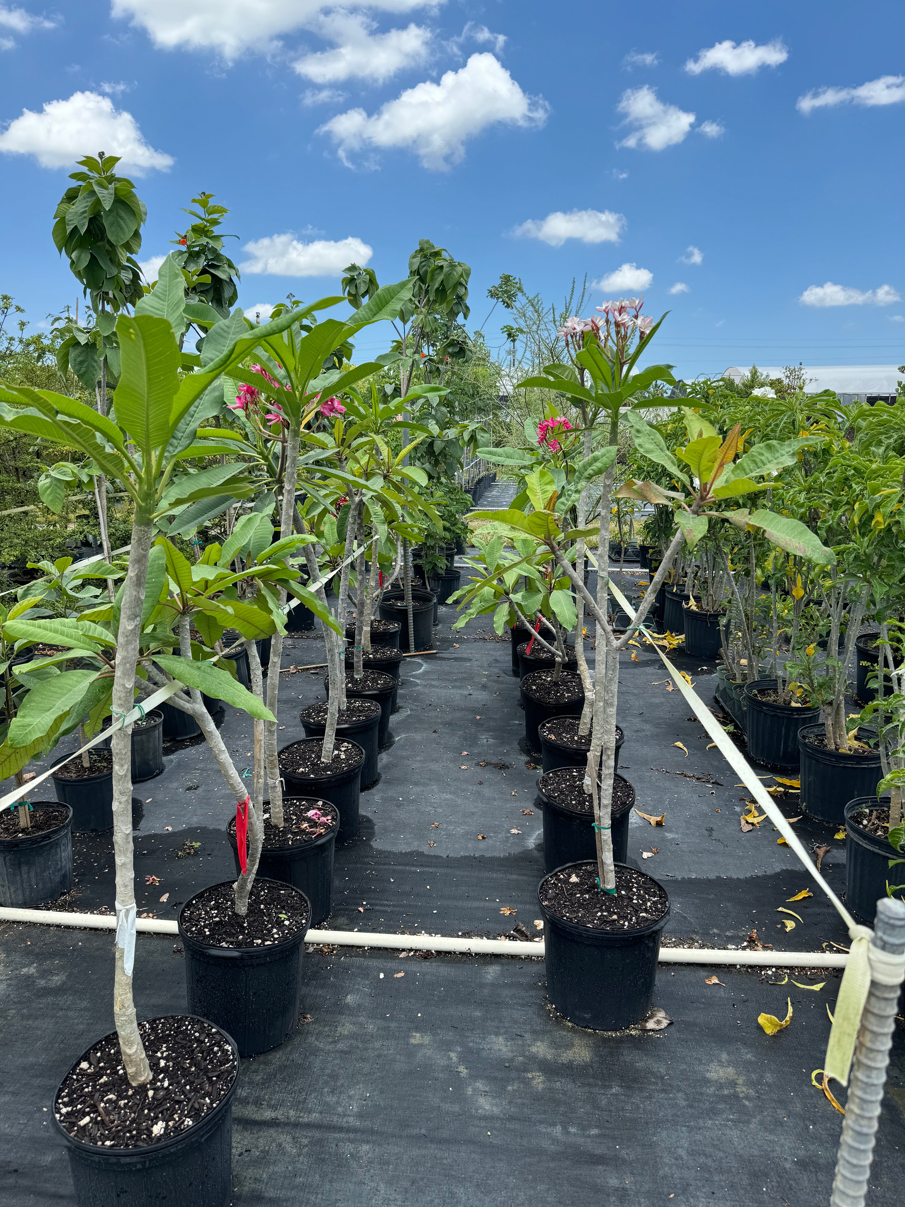 Plumeria Rubra White Orchid Flowering Tree