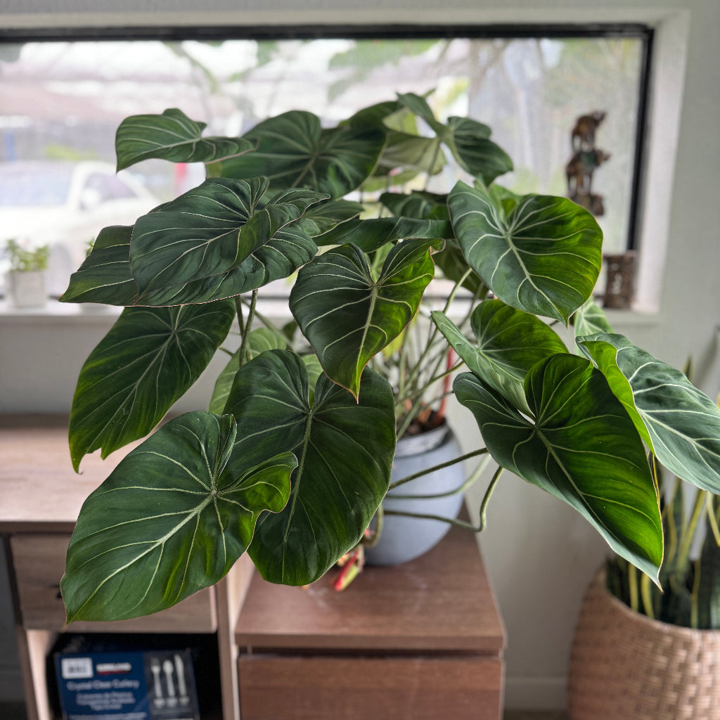 Philodendron Gloriosum with large leaves in a grey deco pot inside office.