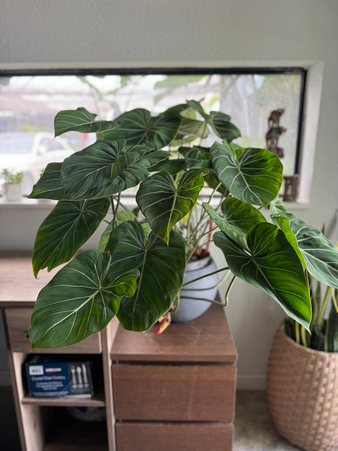 Philodendron Gloriosum