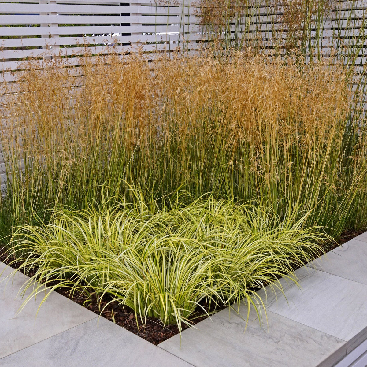 Carex Evergold Japanese Sedge Grass – Eureka Farms