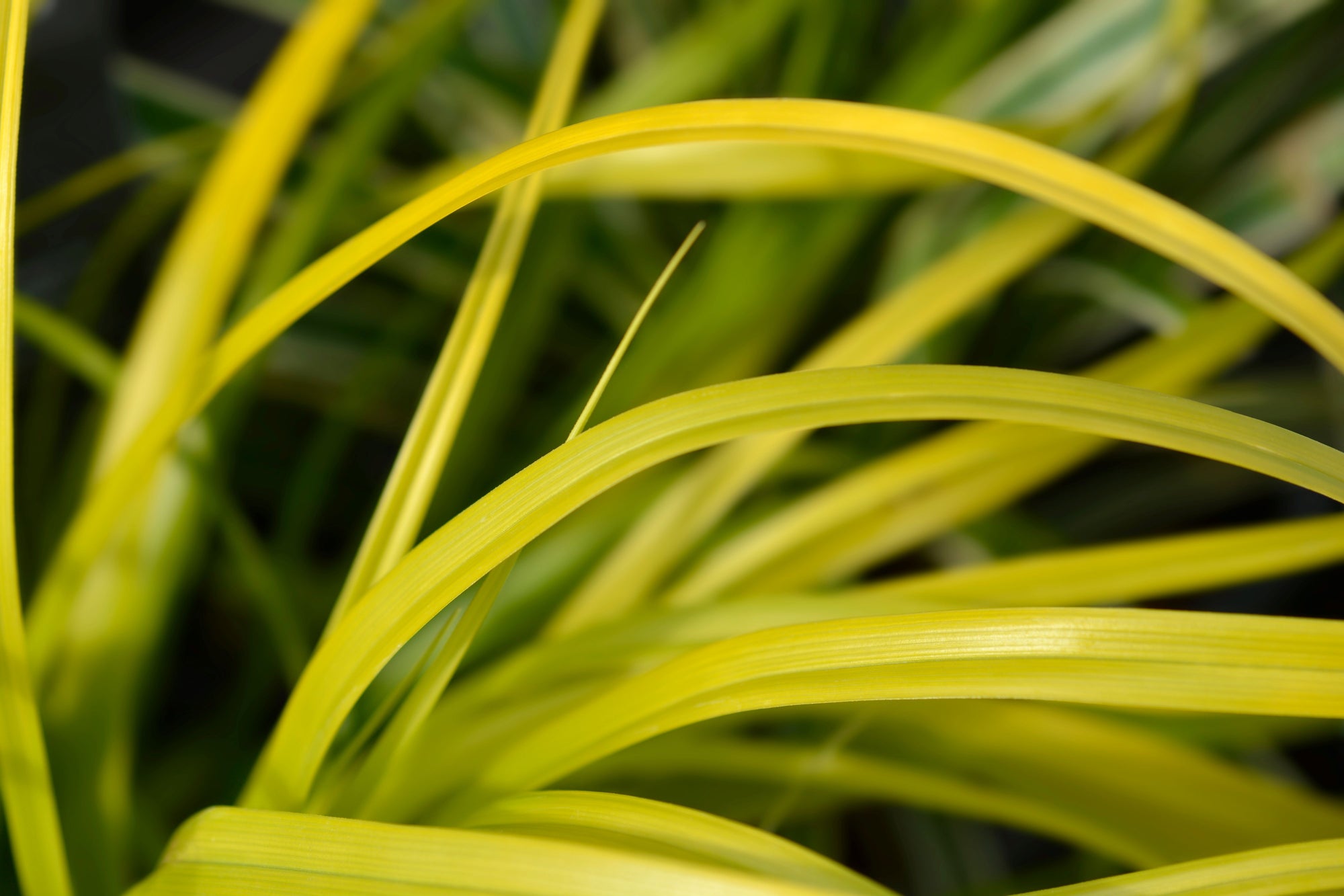 Carex Everillo Perennial Sedge Grass | Buy 9pcs Save More – Eureka Farms