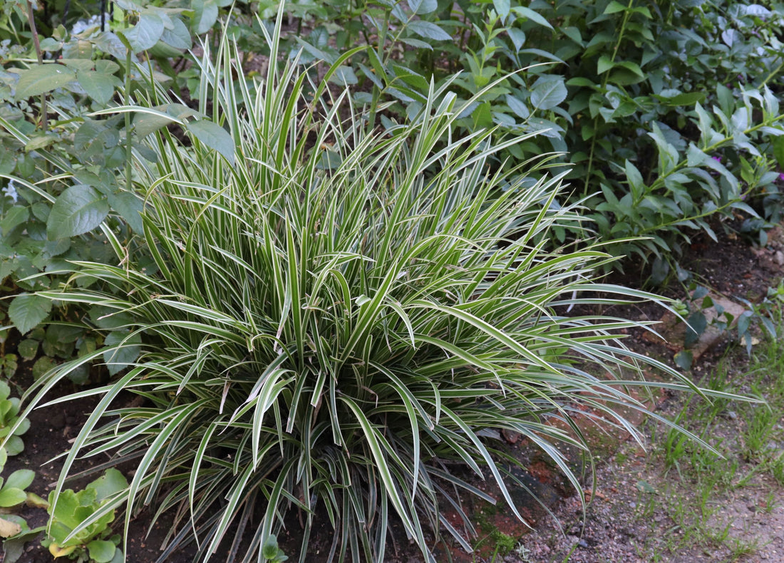 Carex Ice Dance Japanese Sedge Grass