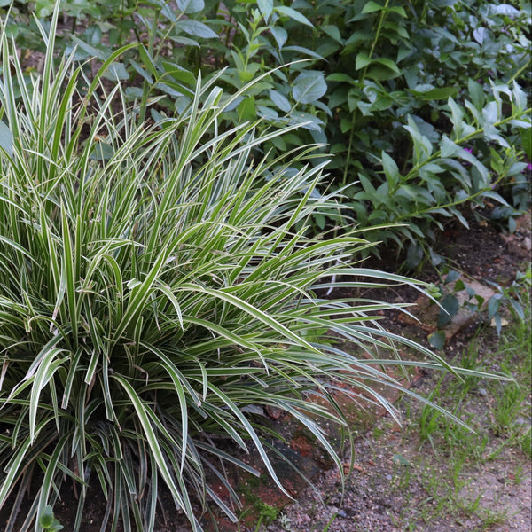 Carex Ice Dance Japanese Sedge Grass | Buy 9pcs Save More – Eureka
