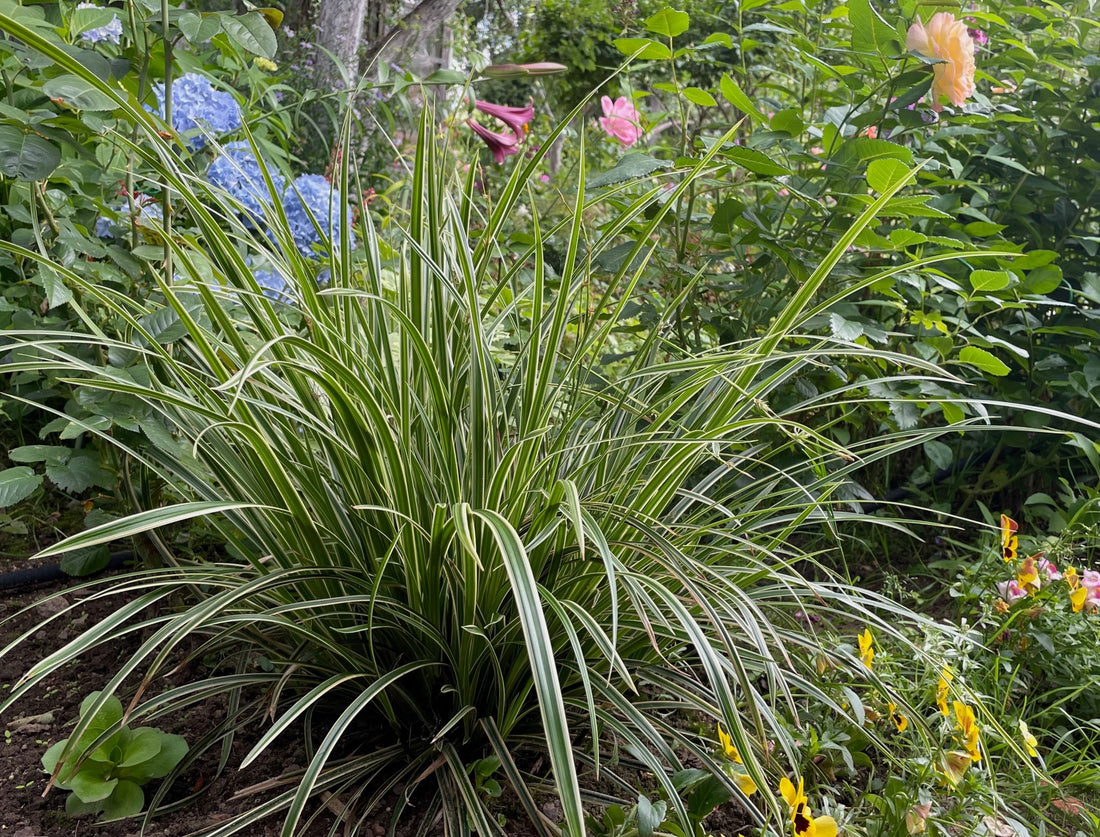 Carex Ice Dance Japanese Sedge Grass