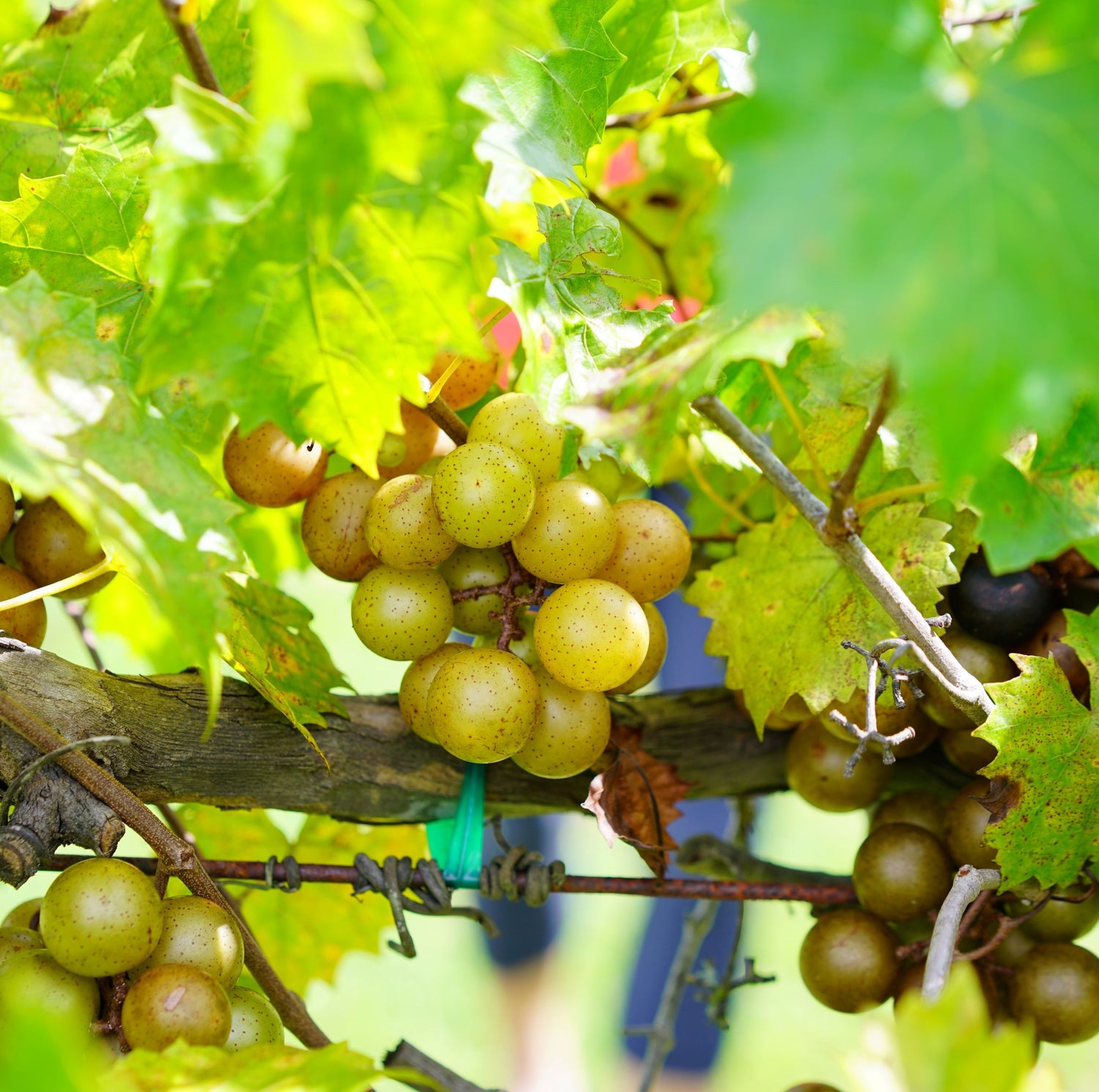 Muscadine Carlos Grape Vine, Muscadinia Vitus Rotundifolia