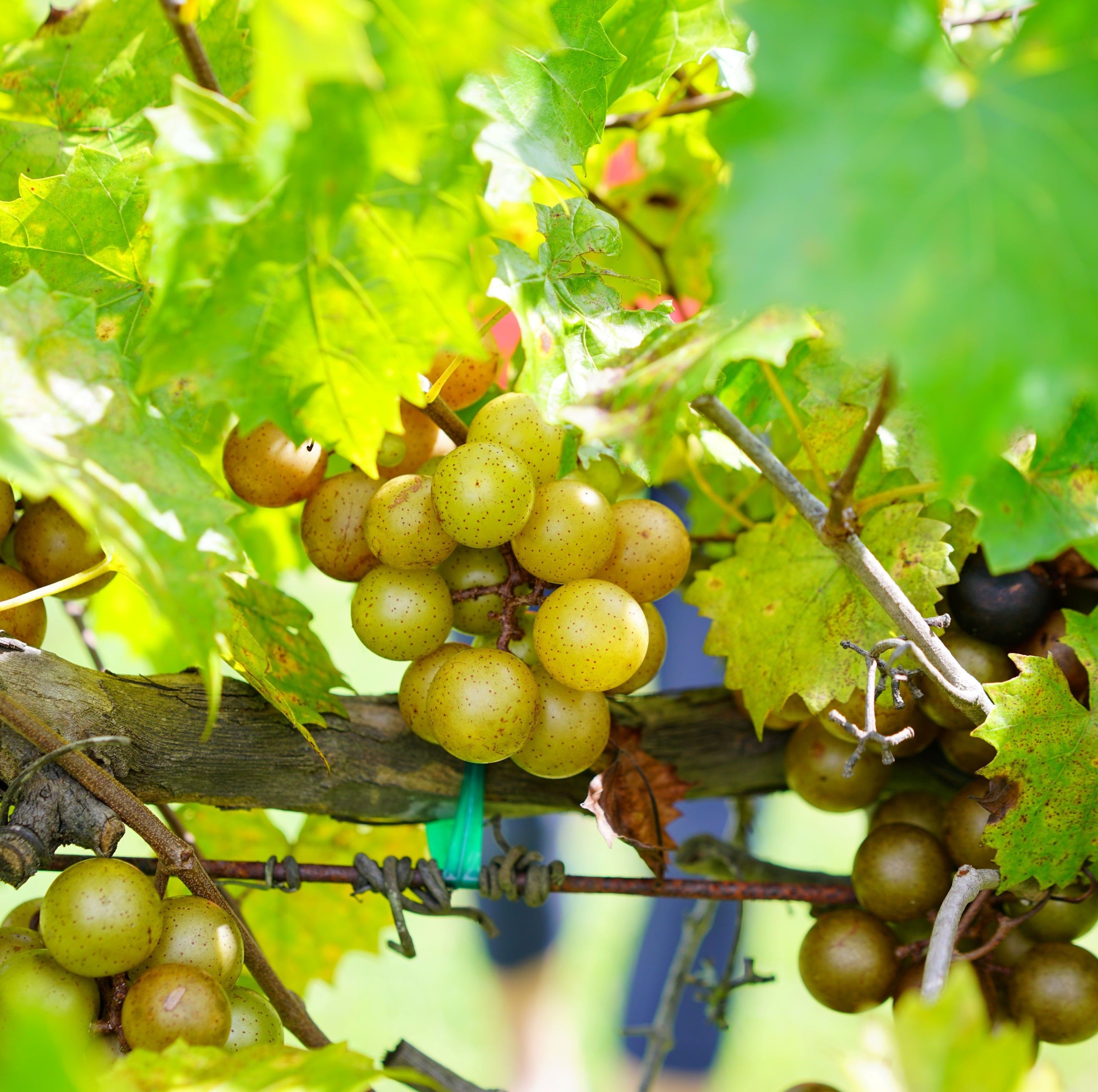 Muscadine Carlos Grape Vine, Muscadinia Vitus Rotundifolia
