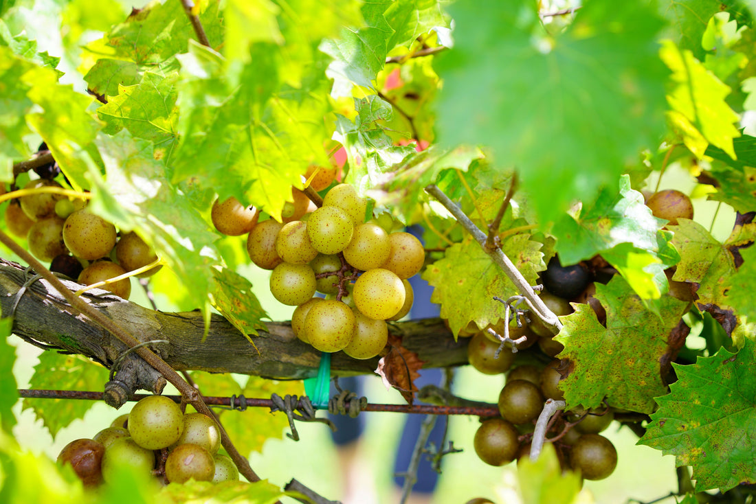 Muscadine Carlos Grape Vine, Muscadinia Vitus Rotundifolia