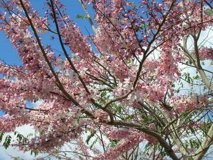 Cassia Bakeriana Pink Showers Flower Tree