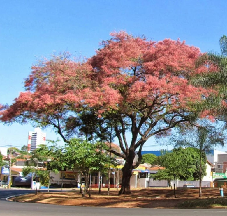 Cassia Grandis Pink Coral Showers Flower Tree