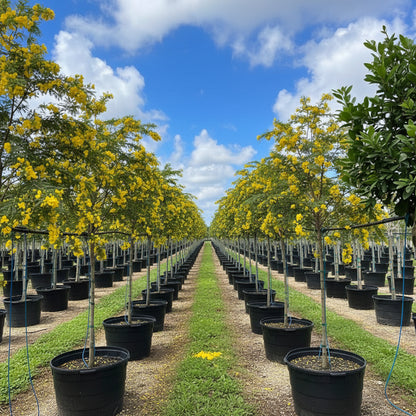 Cassia Senna Fistula Flower Tree in a 15gal pot