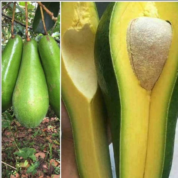 Russell Long Neck Avocado Fruit Tree