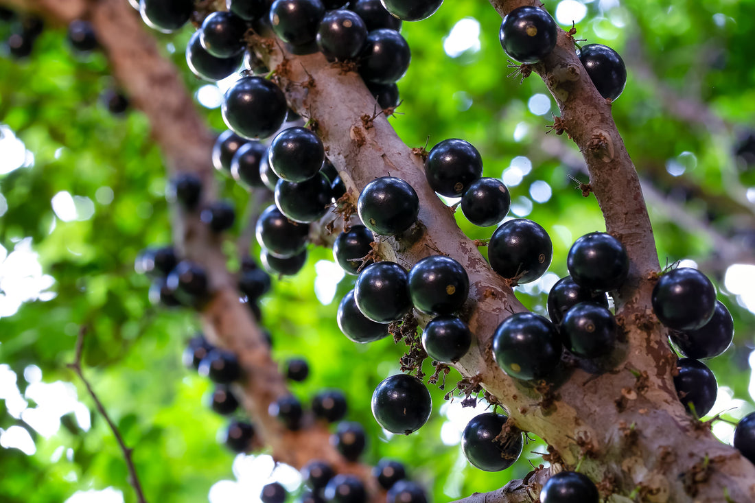 Brazilian Grape Fruit Tree, Cauliflora Jaboticaba