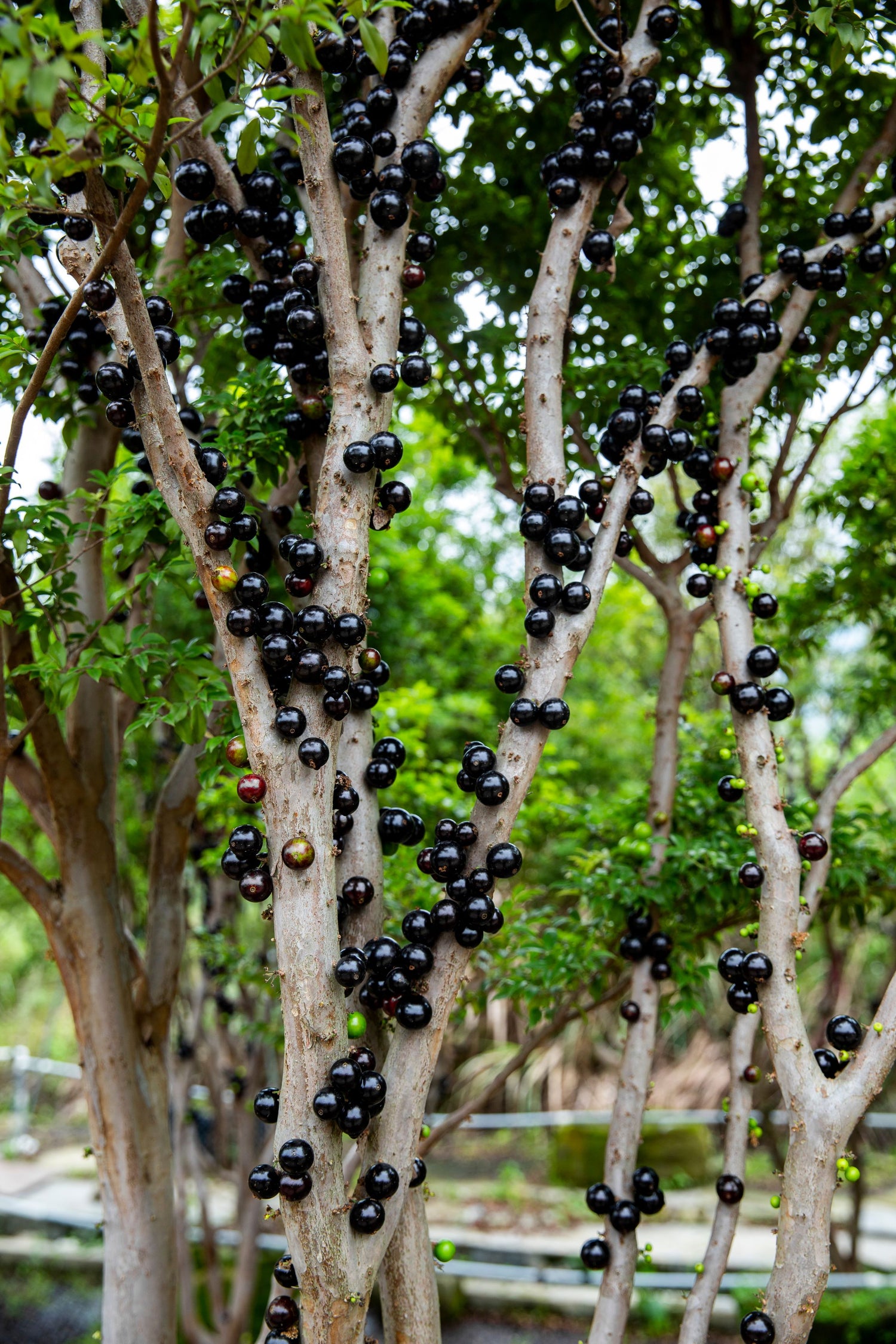 Brazilian Grape Fruit Tree, Cauliflora Jaboticaba