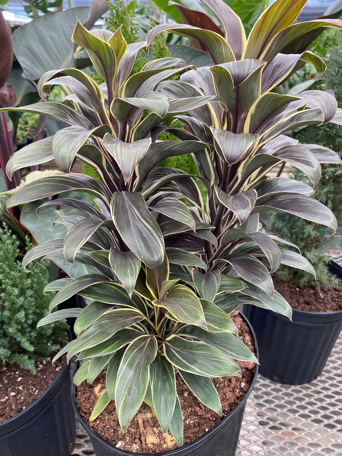 Cordyline Chocolate Queen Good Luck Plant