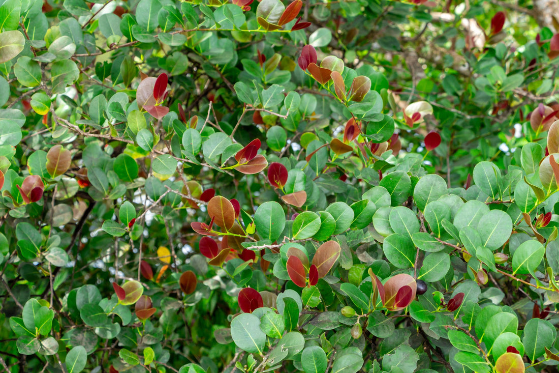 Cocoplum Red Tip, Chrysobalanus Icaco