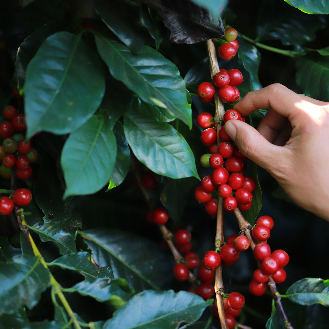 Arabica Coffee, Arabian Coffee Fruit Tree