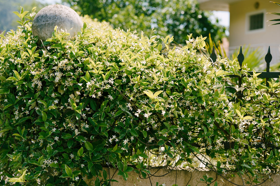 Jasmine Confederate, Vining Plant in Trellis