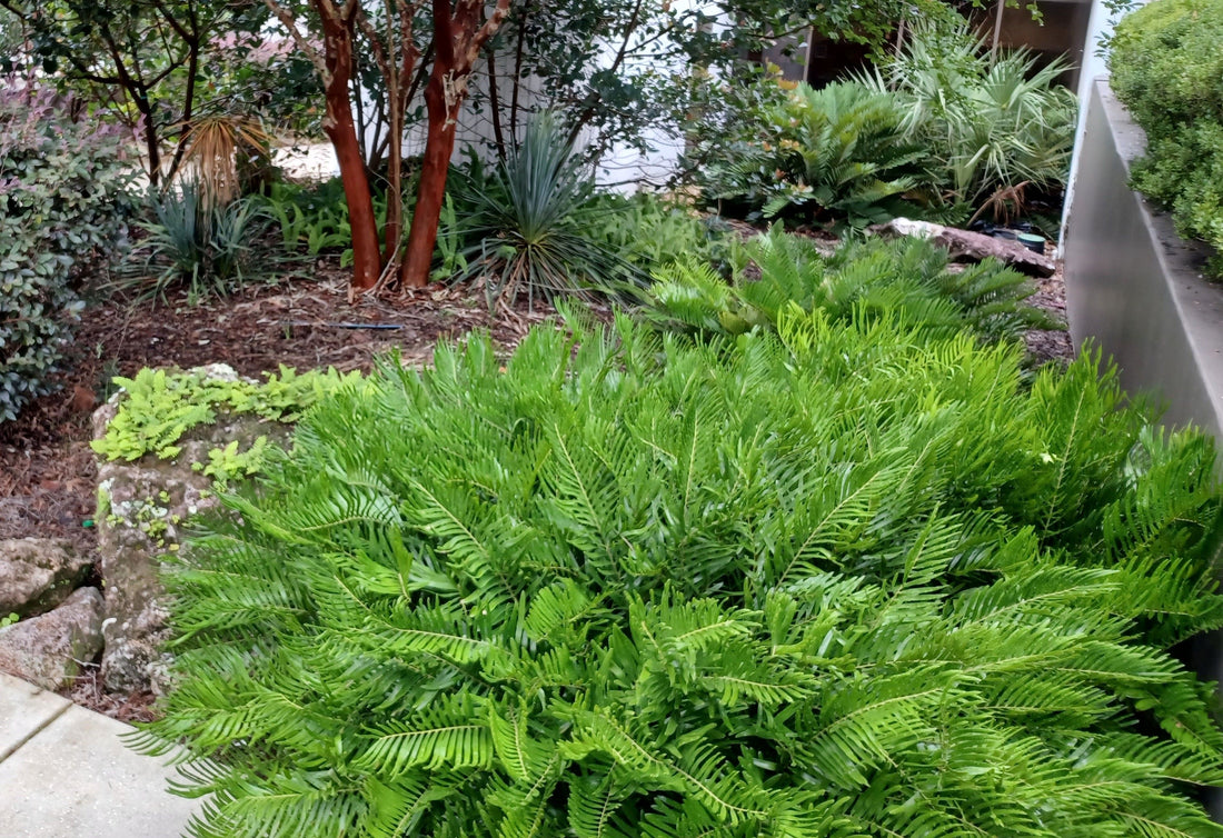 Coontie Palm, Zamia Floridana Fern outside in a garden