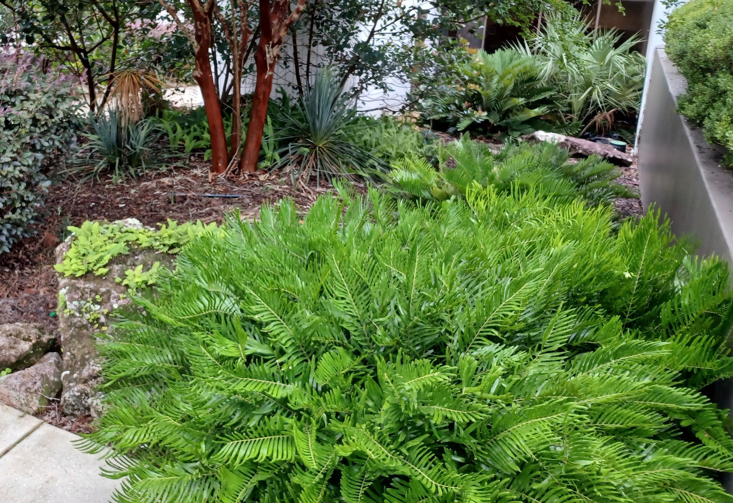 Coontie Palm, Zamia Floridana Fern outside in a garden