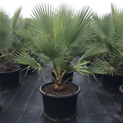 Copernicia Fallaensis, Giant Yarey Palm, Falla Palm