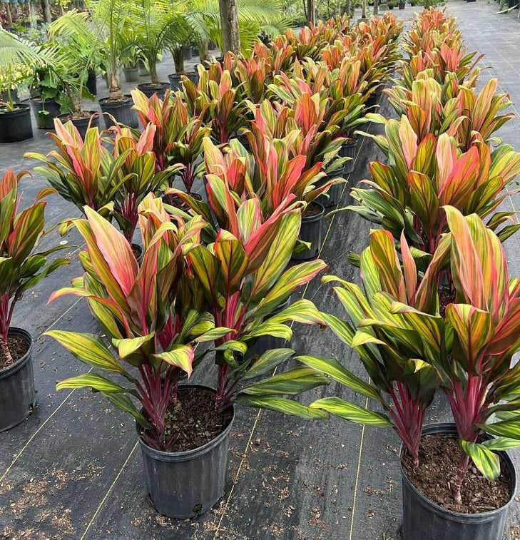 multiple Cordyline Harlequin Fruticosa Ti Plant