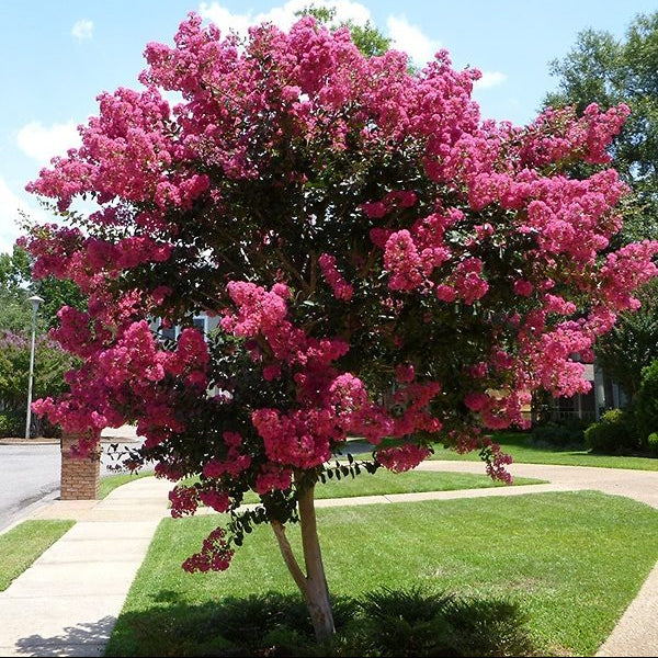 Mature Crape Myrtle Pink Flowering Tree Bright Pink, featuring a magnificent canopy completely covered in vibrant, bright pink blooms and lush foliage, standing prominently in a beautifully landscaped outdoor garden setting with a manicured green lawn, ideal as a stunning summer-blooming focal point and vibrant landscape feature.