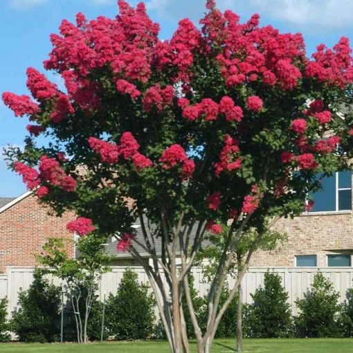 Mature Crape Myrtle Red Rocket Tree, featuring a magnificent, dense canopy completely covered in gorgeous, deep red blooms and lush green foliage, standing prominently in a beautifully landscaped outdoor garden setting, ideal as a stunning summer-blooming focal point and vibrant landscape feature.