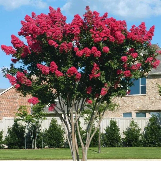 Crape Myrtle Red Rocket – Eureka Farms