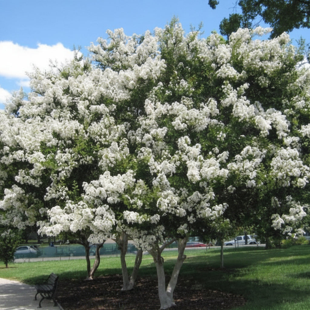 A large, mature Natchez Crape Myrtle tree featuring multiple trunks and a wide canopy completely covered in bright white bloom