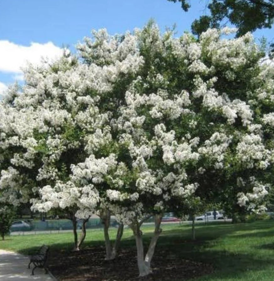 Crape Myrtle Natchez White Flower