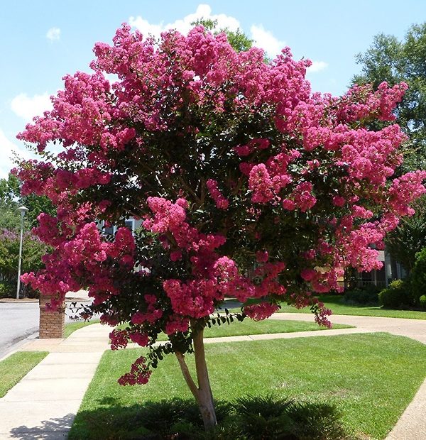 Crape Myrtle Twilight Flowering Tree Bright Purple