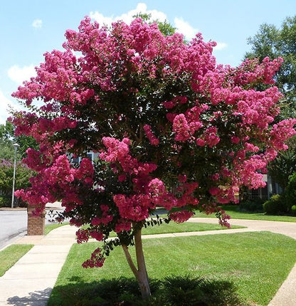 Crape Myrtle Pink Velour Flowering Tree Bright Pink