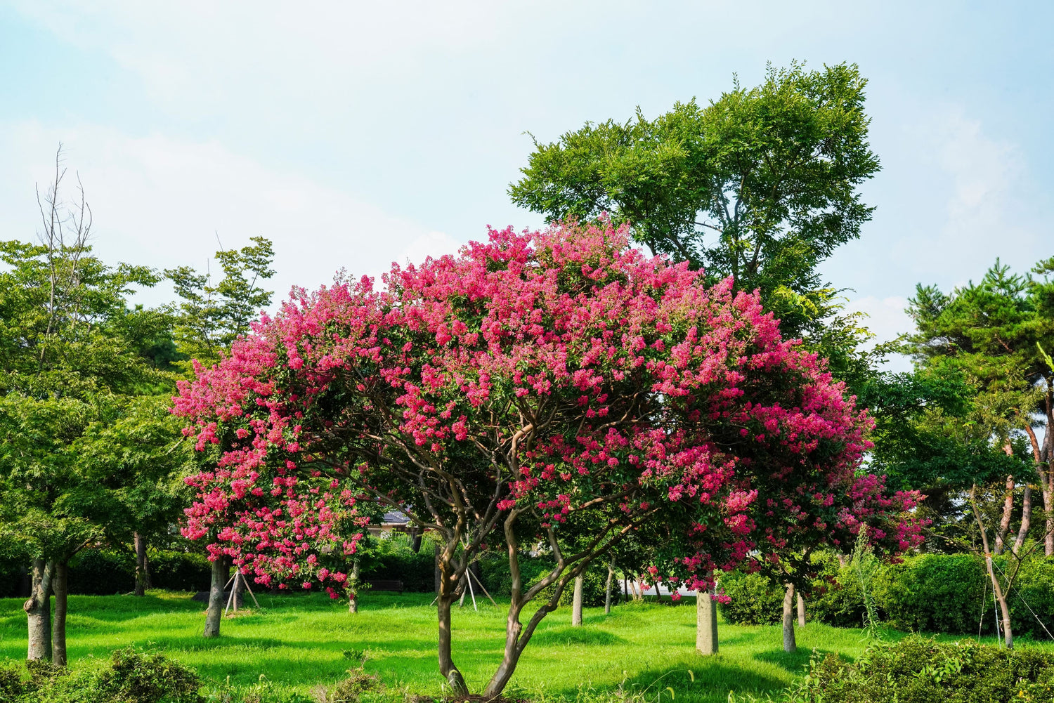 Crape Myrtle Twilight Flowering Tree Bright Purple