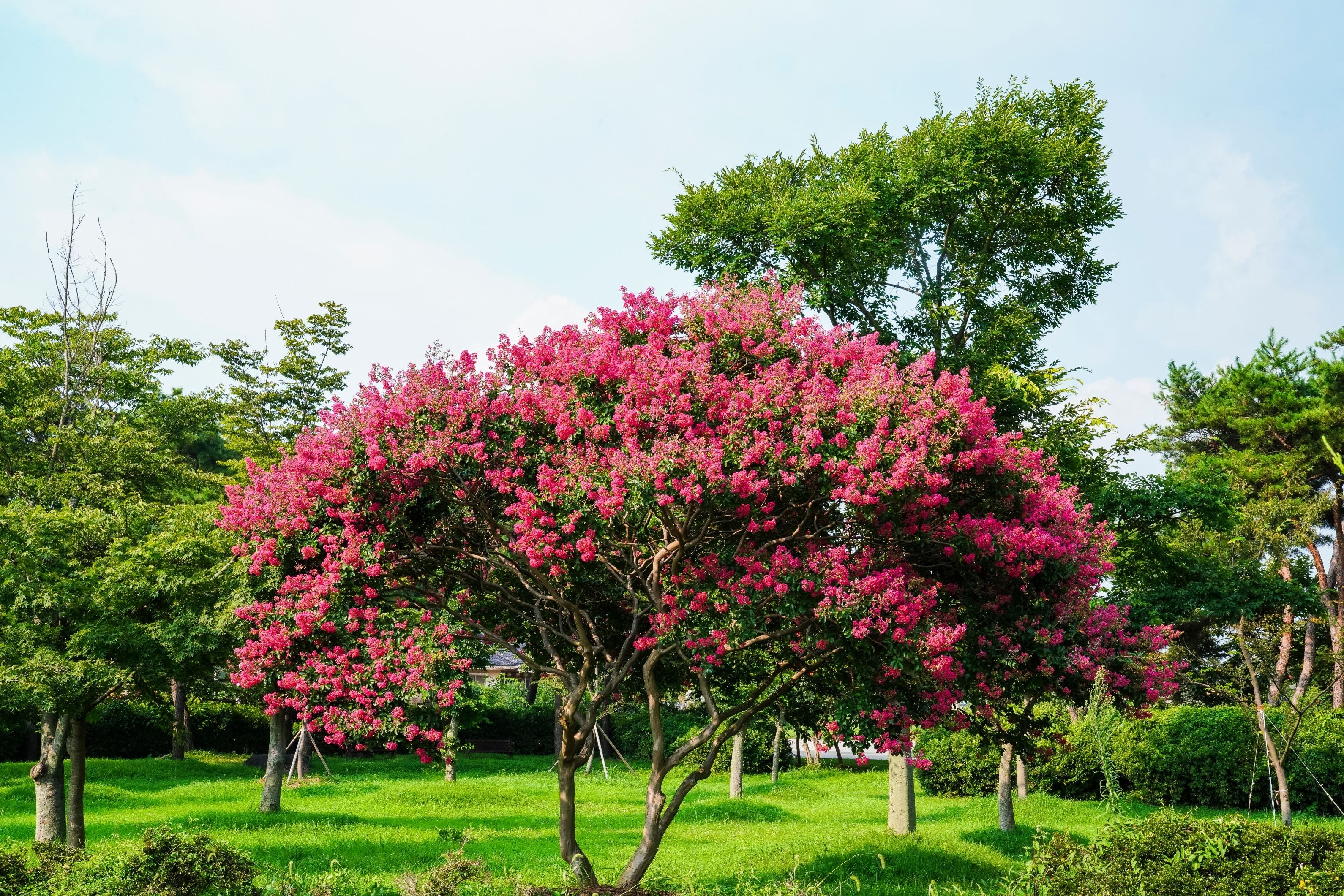 Crape Myrtle Pink Velour Flowering Tree Bright Pink