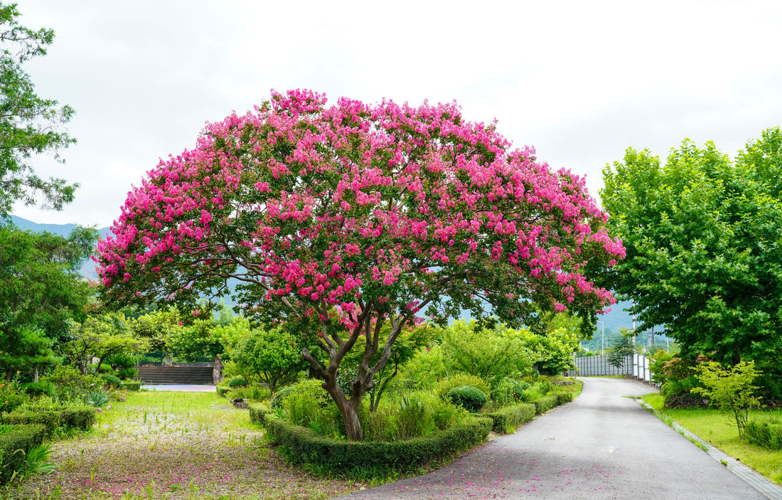 Crape Myrtle Tuscarora Tree Bright Pink