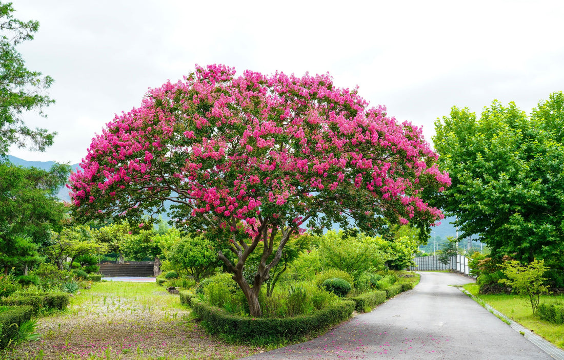 Crape Myrtle Twilight Flowering Tree Bright Purple