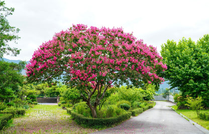 Crape Myrtle Pink Velour Flowering Tree Bright Pink