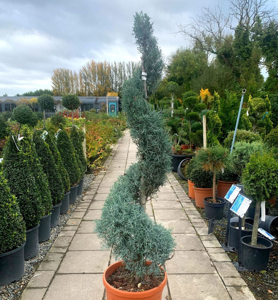 Topiary Spiral Blue Ice Arizona Cypress